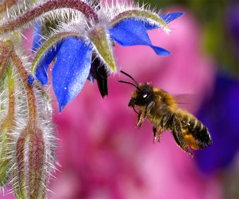 Bee Approaching Blue Flower — Calm, Spring