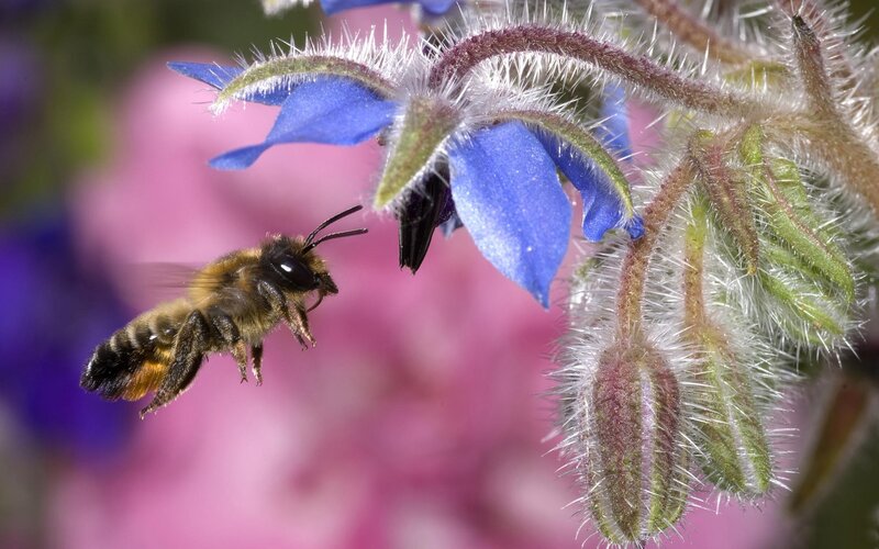 Bee Approaching Blue Flower — Calm