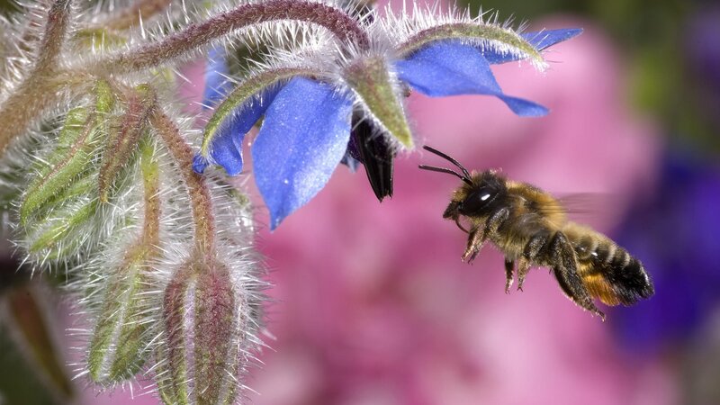 Bee Approaching Blue Flower — Natural