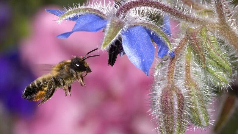 bee approaching blue flower