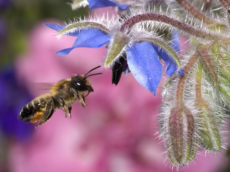 Bee Approaching Flower — Blue, Calm