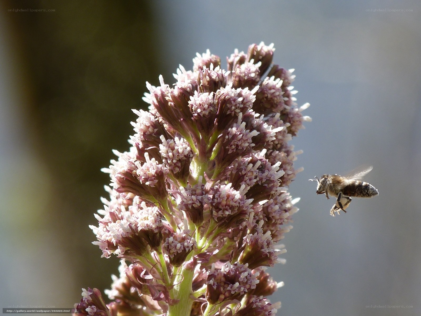 bee approaching flower cluster