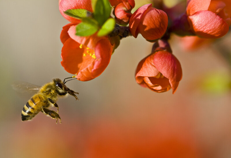 Bee Approaching Flower — Red