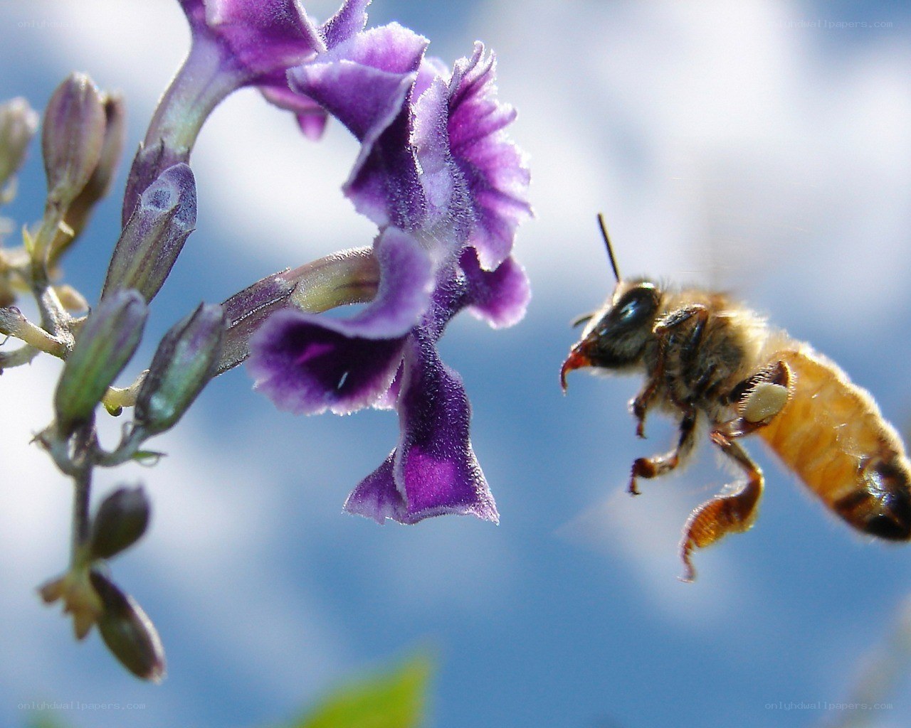 bee approaching purple flower