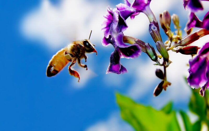 Bee Approaching Purple Flower — Blue