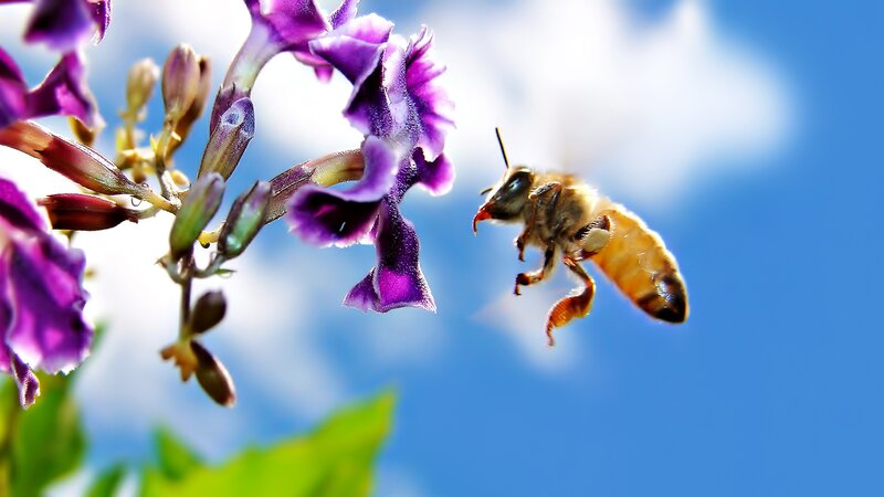Bee Approaching Purple Flower — Calm, Afternoon, Photograph, Sky, Cloud