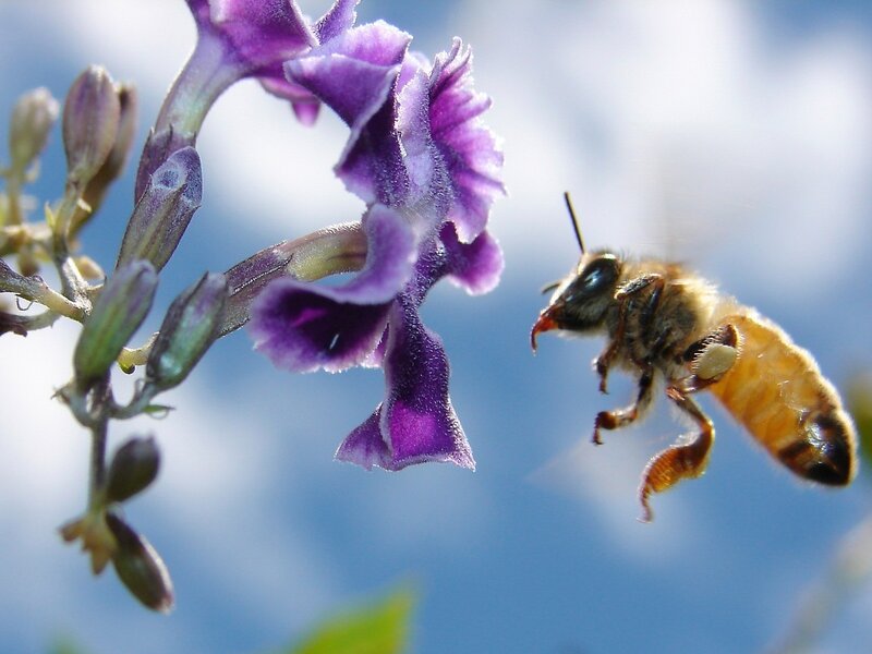 Bee Approaching Purple Flower — Calm, Afternoon, Photograph, Sky
