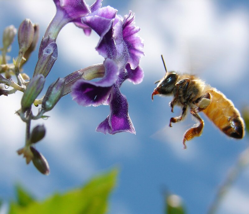 Bee Approaching Purple Flower — Calm, Afternoon, Photograph