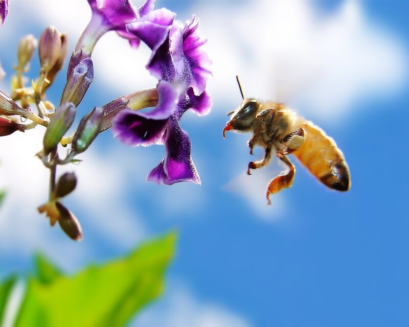 Bee Approaching Purple Flower — Calm, Afternoon