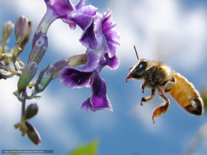 bee approaching purple flower