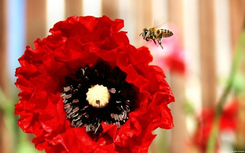 Bee Approaching Red Poppy — Calm, Afternoon