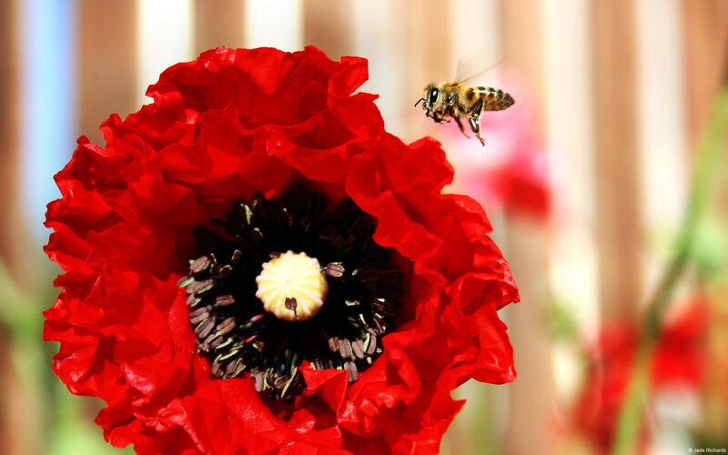 Bee Approaching Red Poppy — Calm
