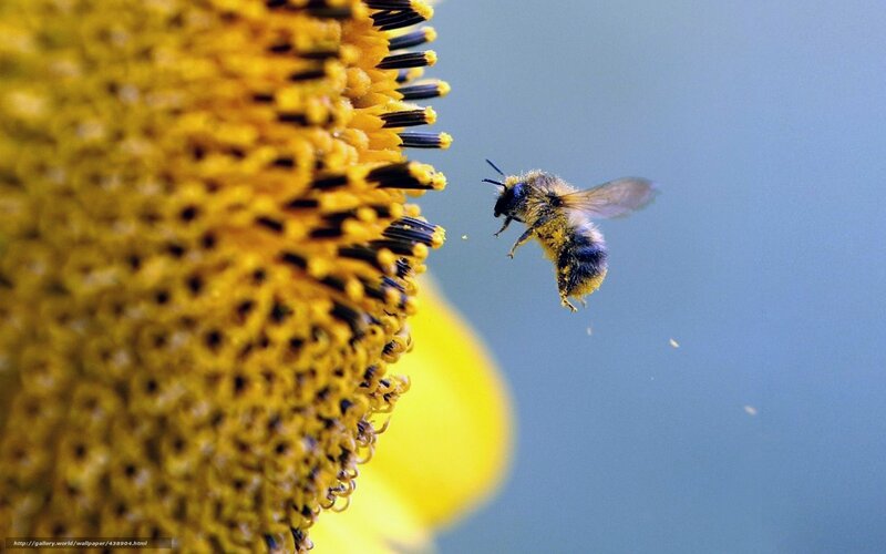 bee approaching sunflower