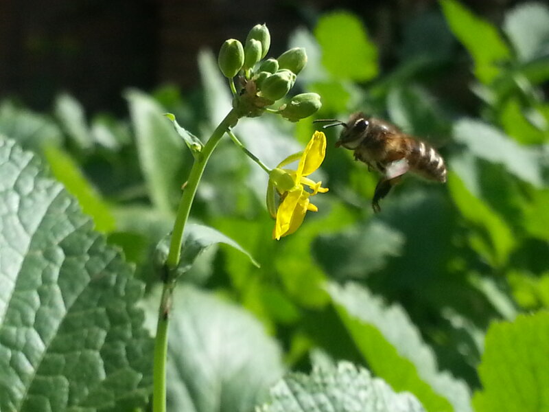 Bee Approaching Yellow Flower