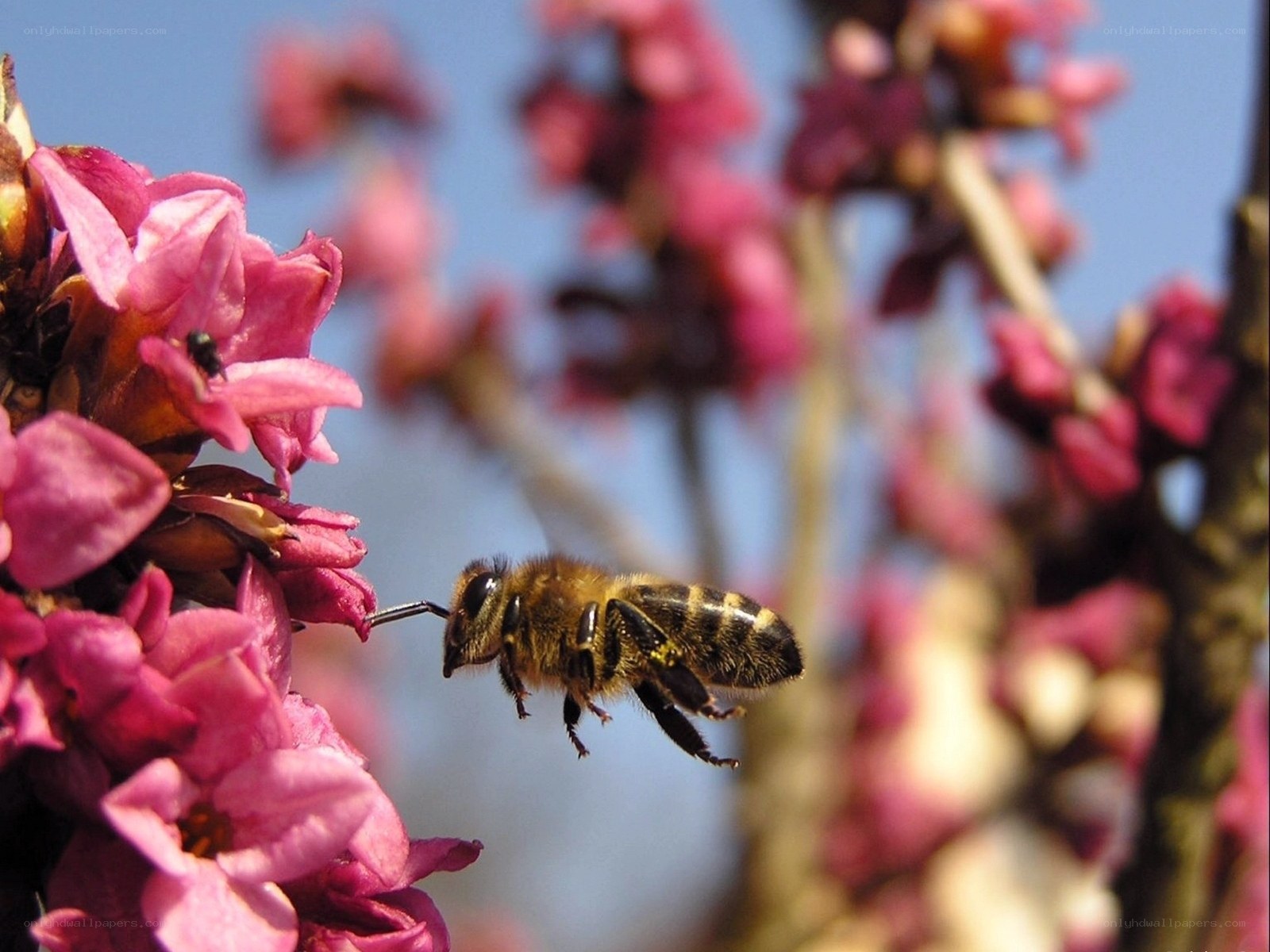 bee collecting nectar from flowers