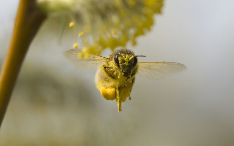 bee collecting pollen