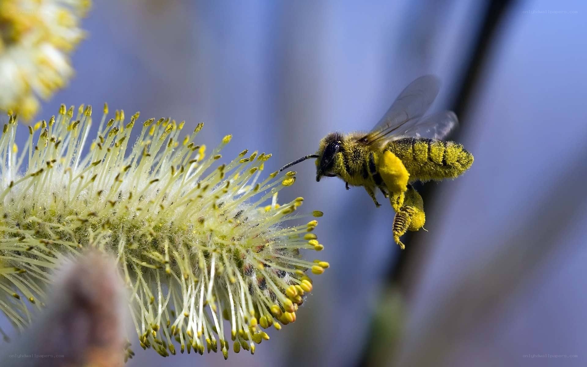 bee collecting pollen from a flower