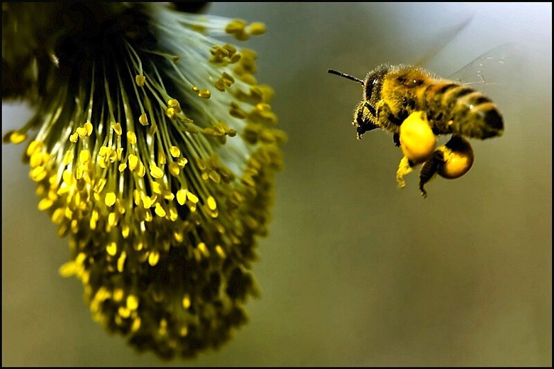 bee collecting pollen from a flower