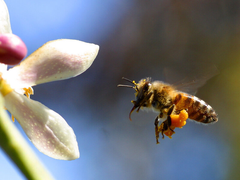 bee collecting pollen from a flower