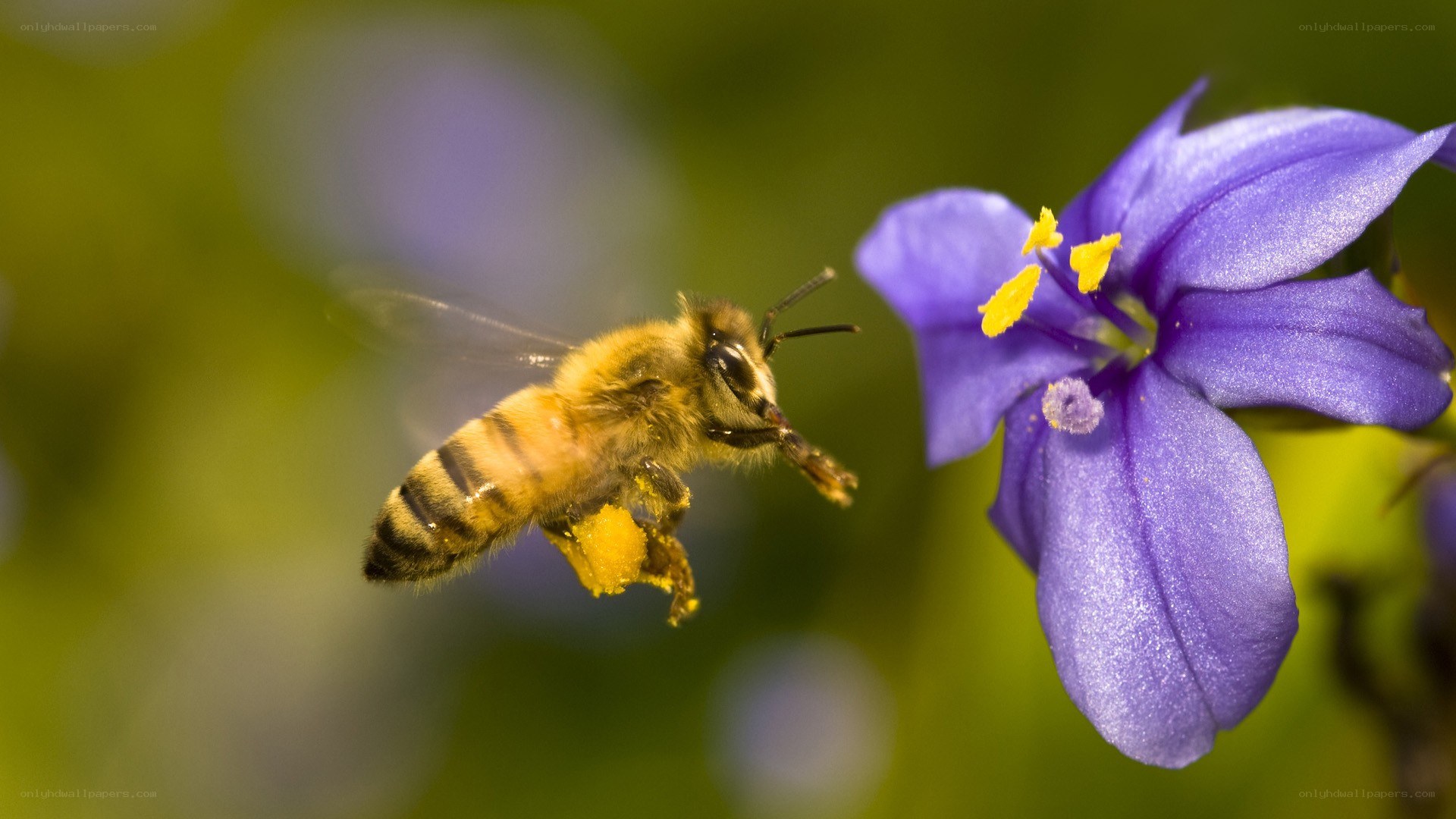 bee collecting pollen from a flower