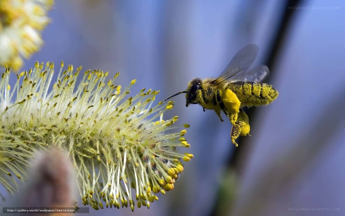 bee collecting pollen from a flower