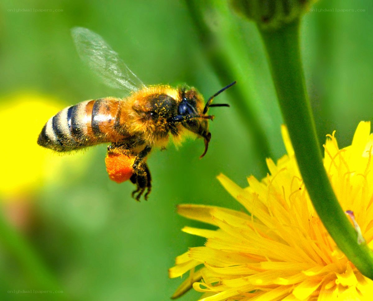 bee collecting pollen from flower