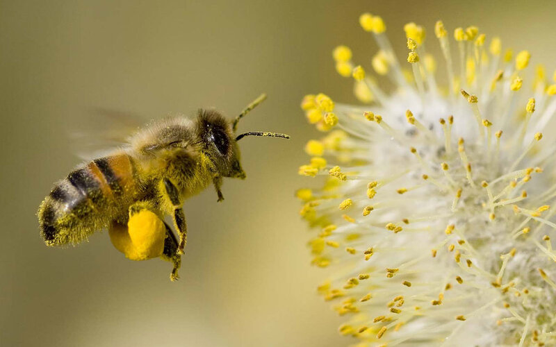 bee collecting pollen from flower