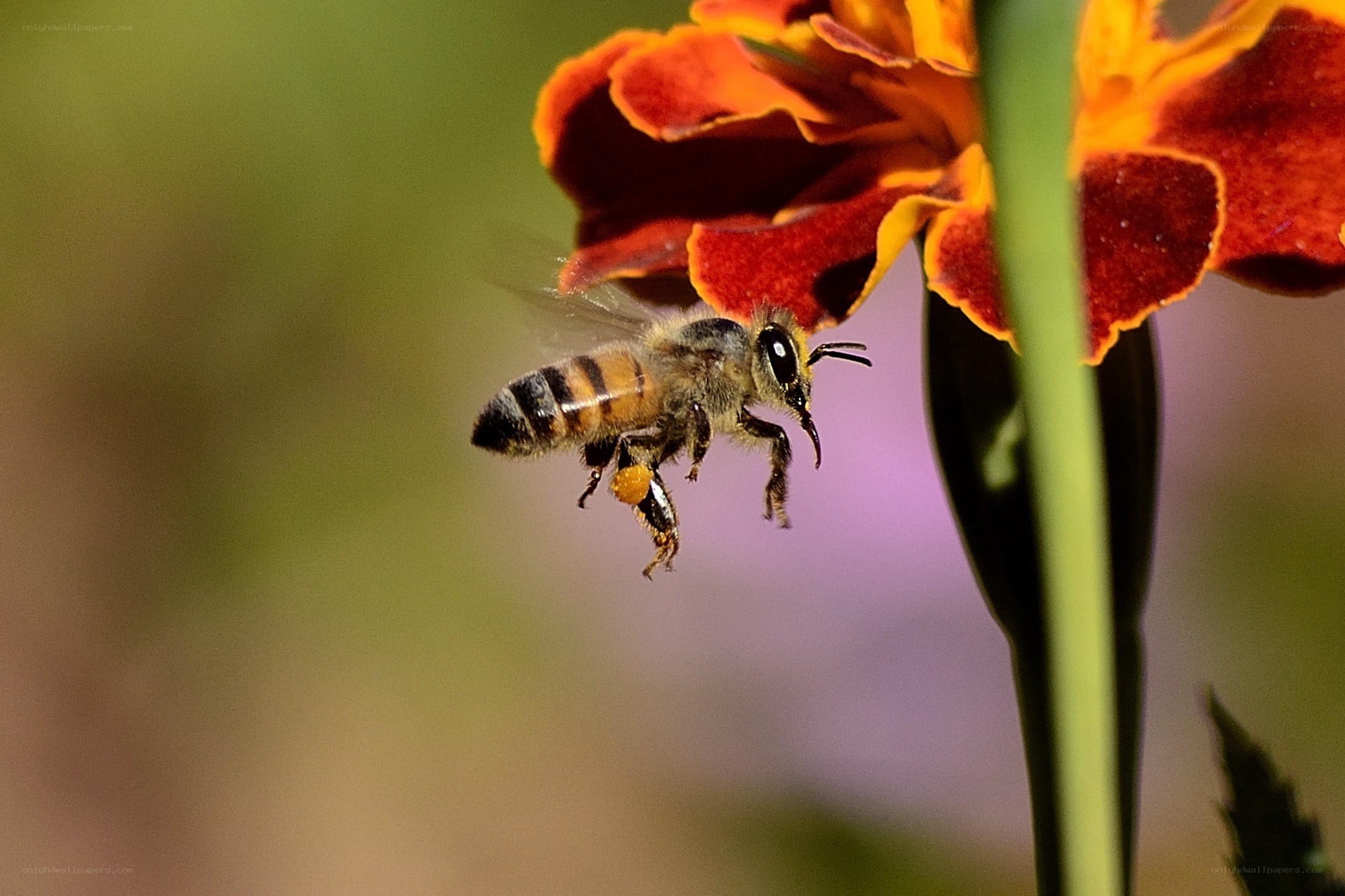 bee collecting pollen from flower