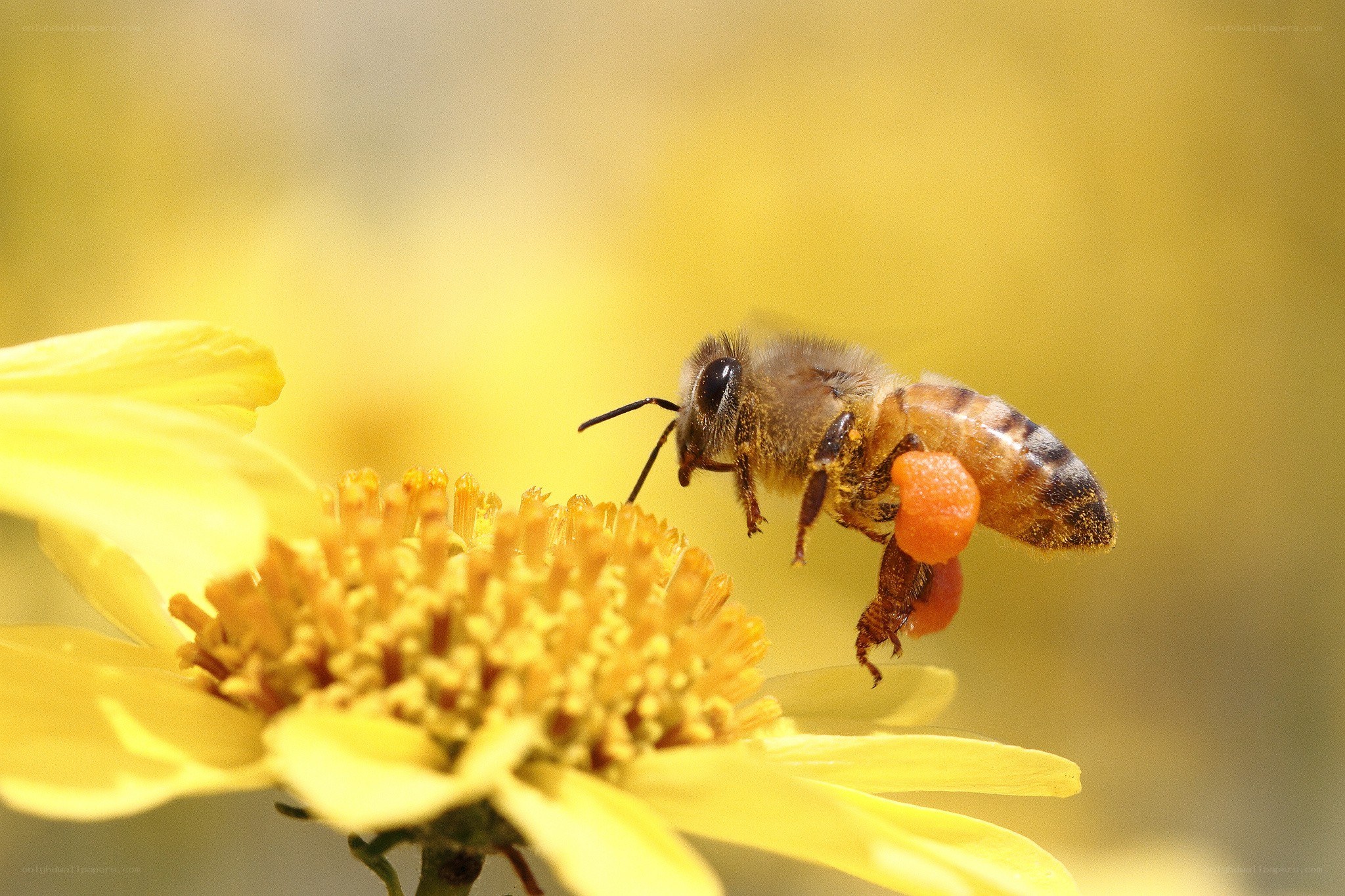 bee collecting pollen on a flower