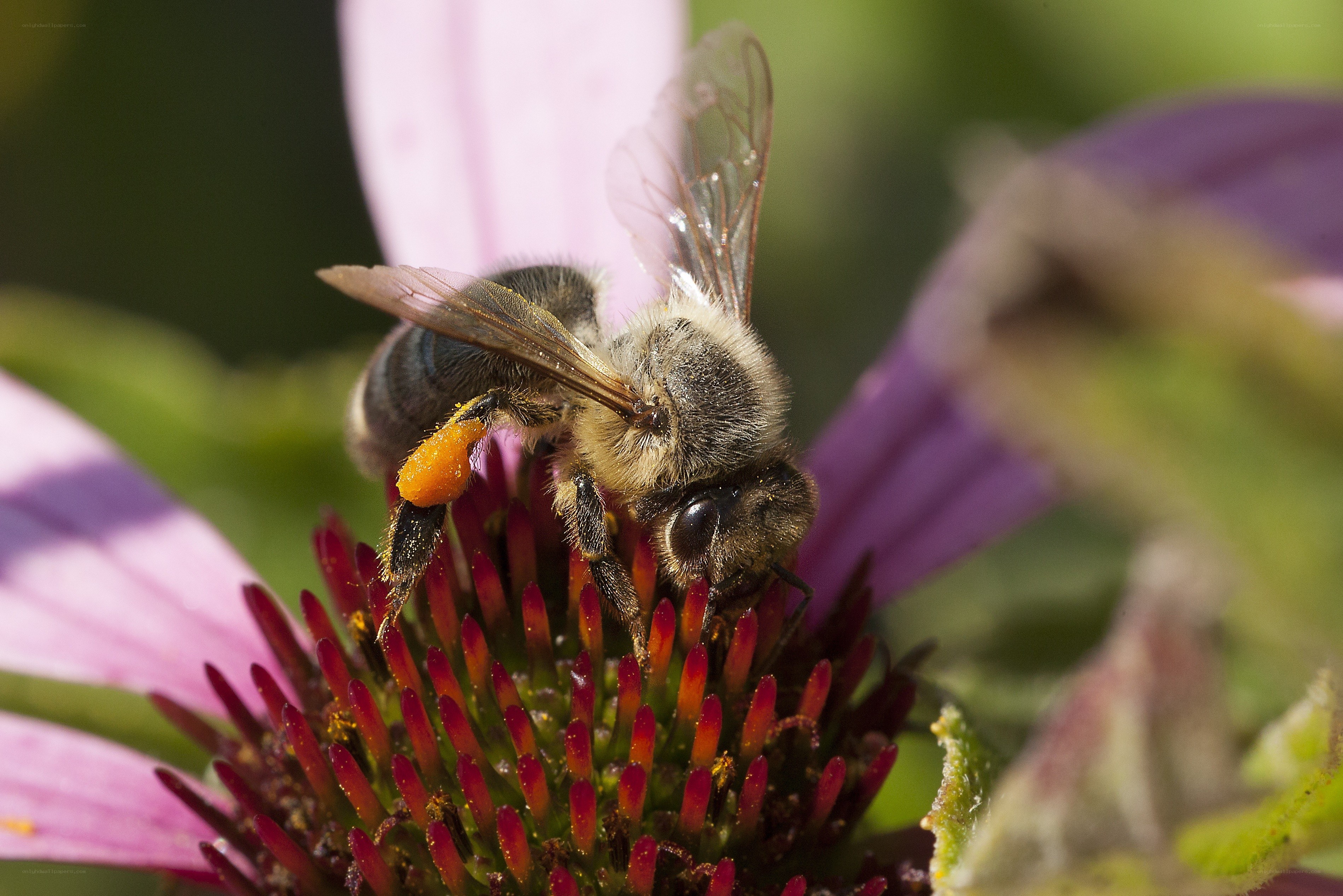 bee collecting pollen on a flower