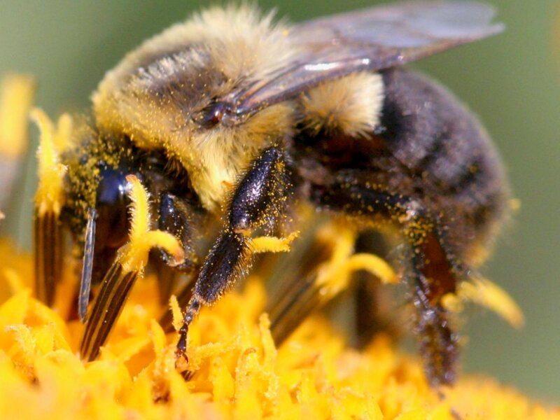 Bee collecting pollen on a flower