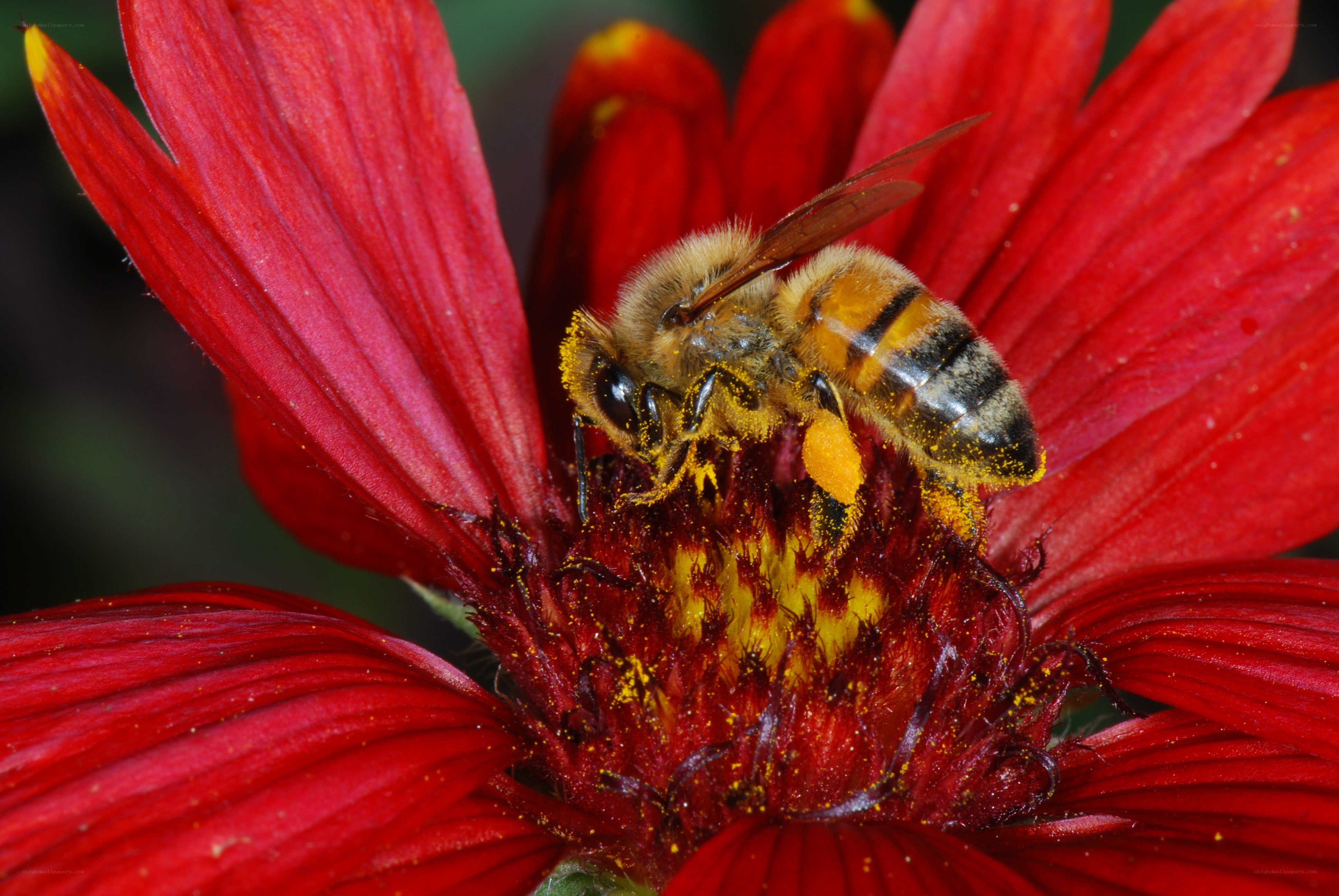 bee collecting pollen on a red flower