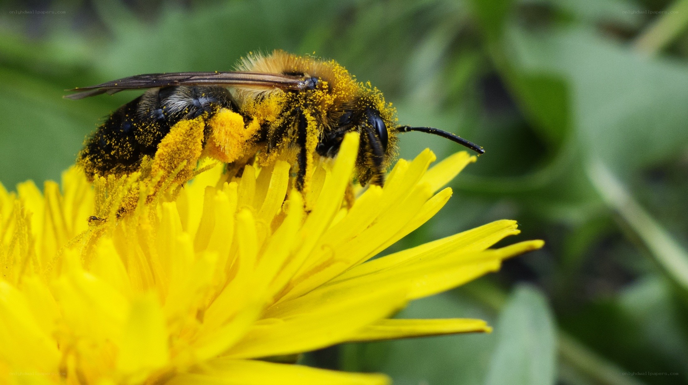 bee collecting pollen on dandelion