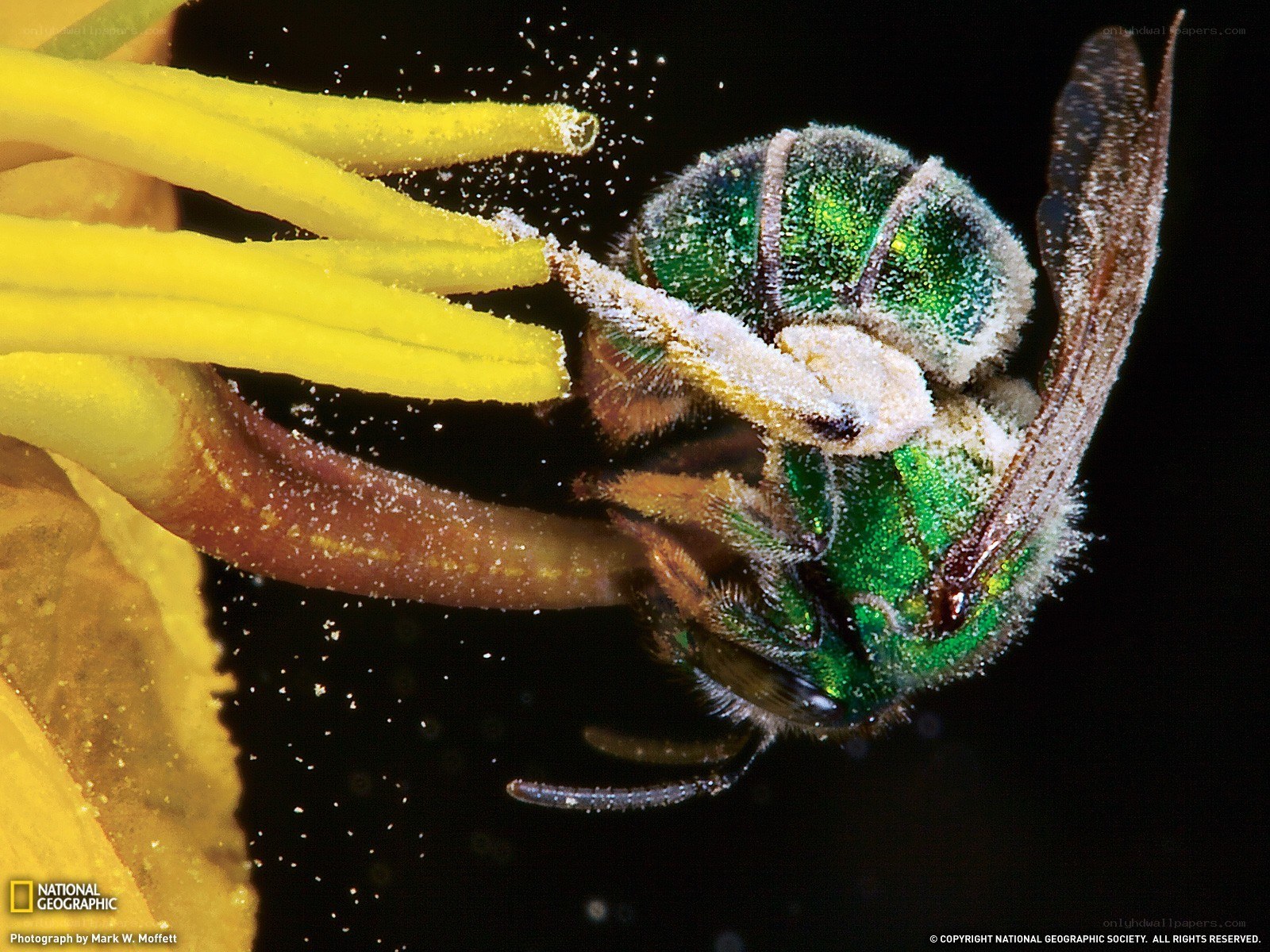 bee collecting pollen on flower