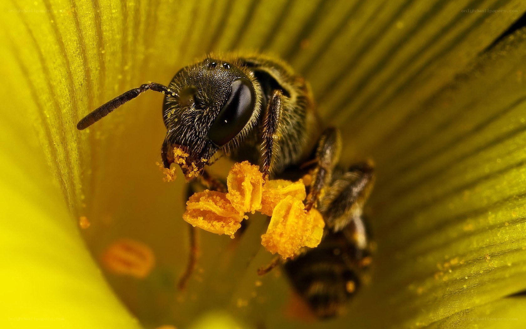 bee collecting pollen on flower