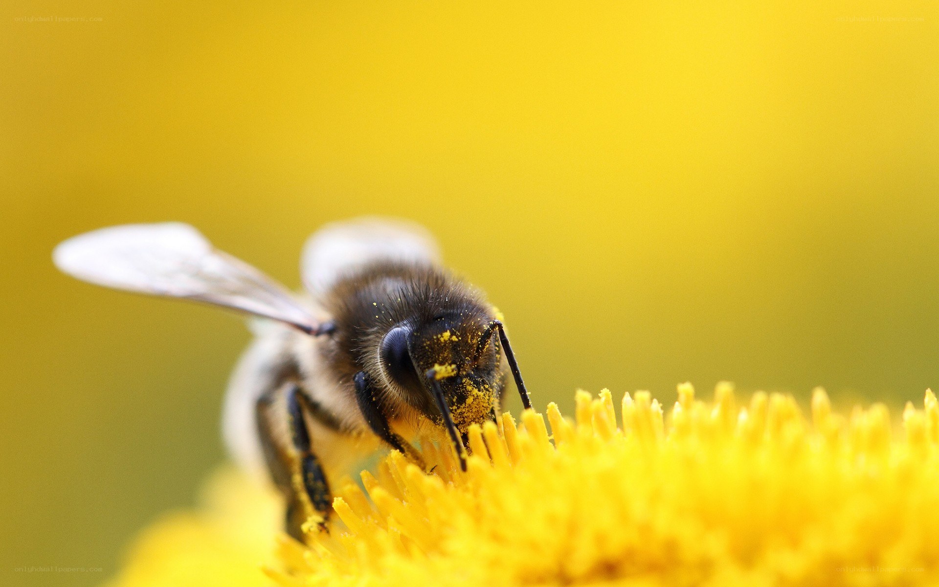 bee collecting pollen on flower
