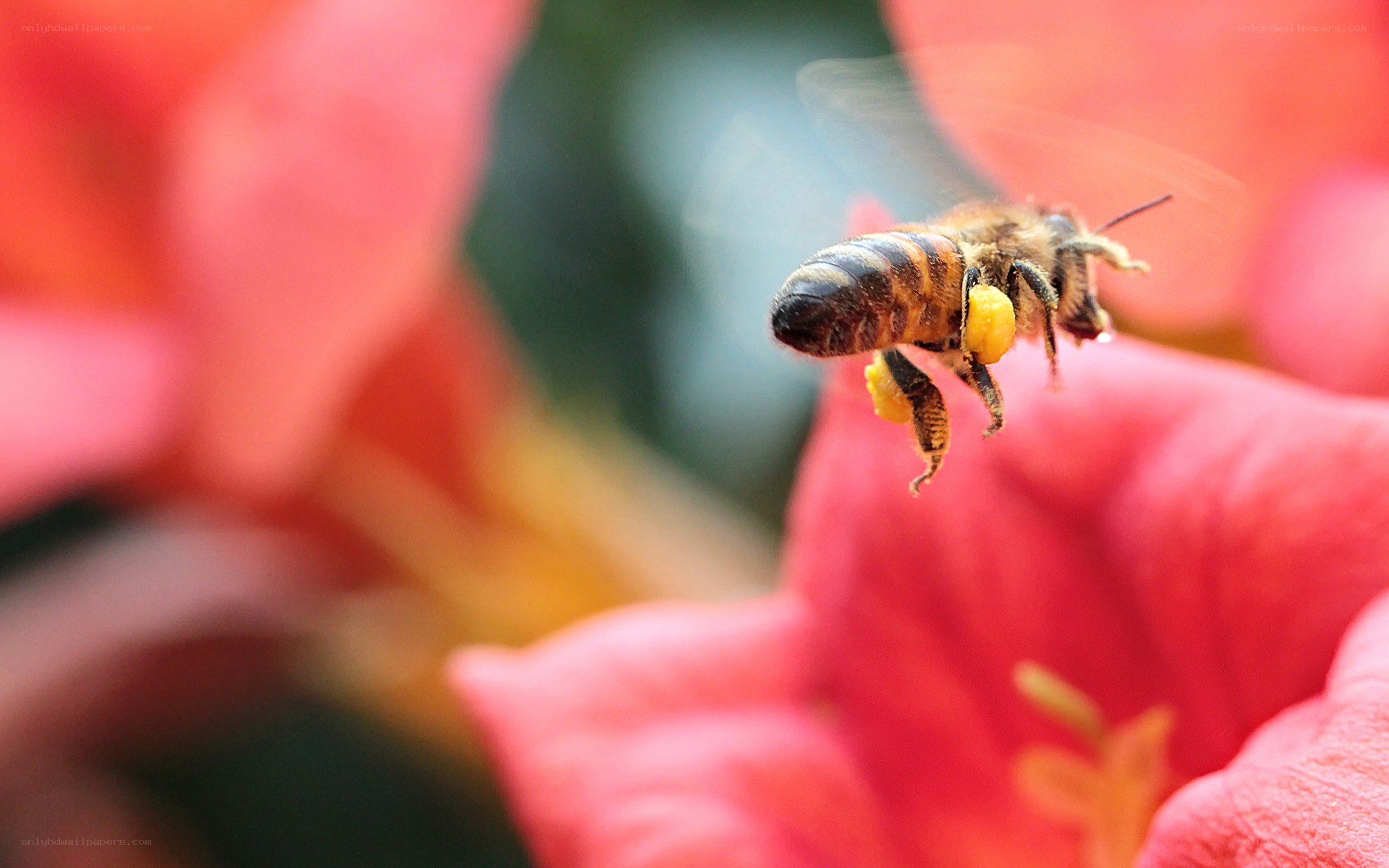 bee collecting pollen on flower