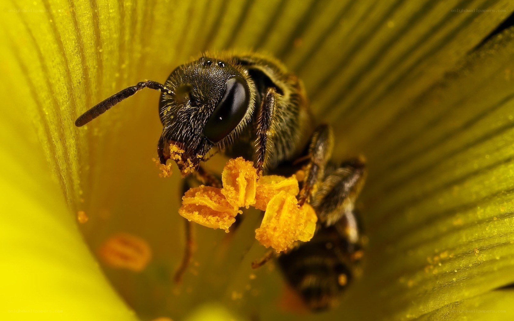 bee collecting pollen on flower
