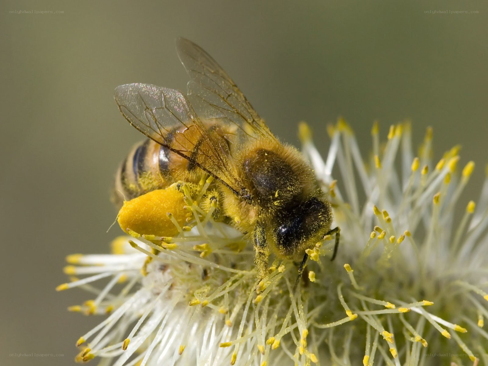 bee collecting pollen on flower