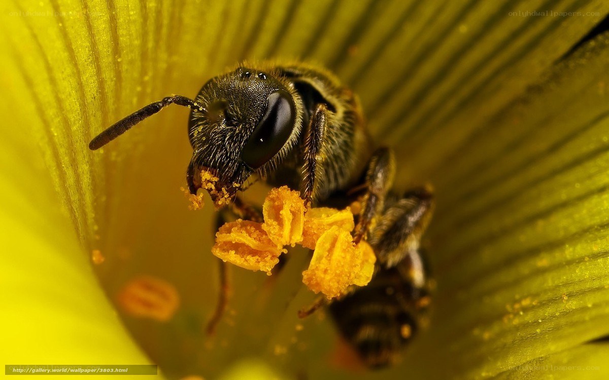 bee collecting pollen on flower