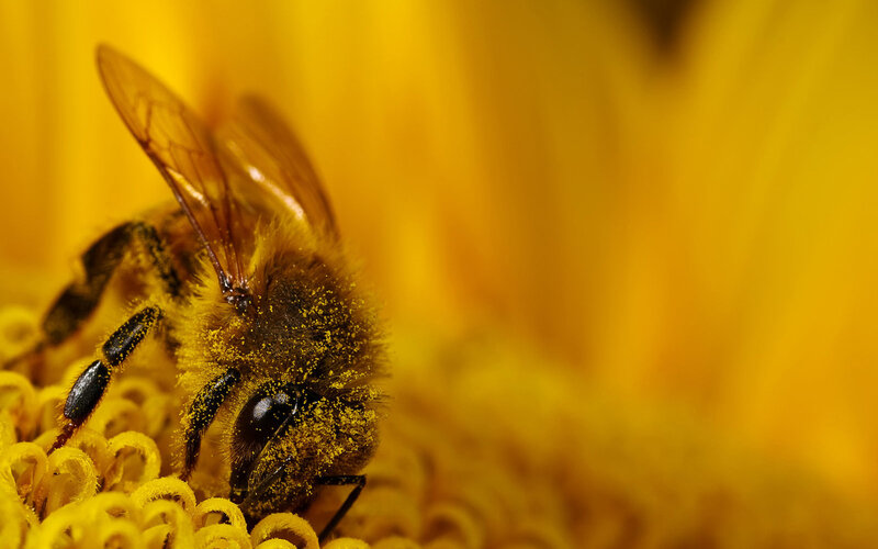 bee collecting pollen on sunflower