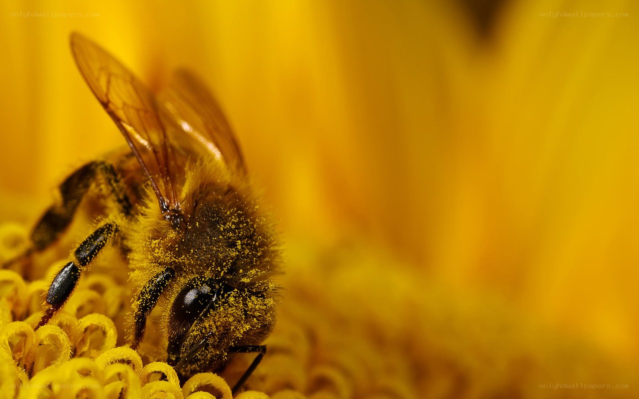 bee collecting pollen on sunflower
