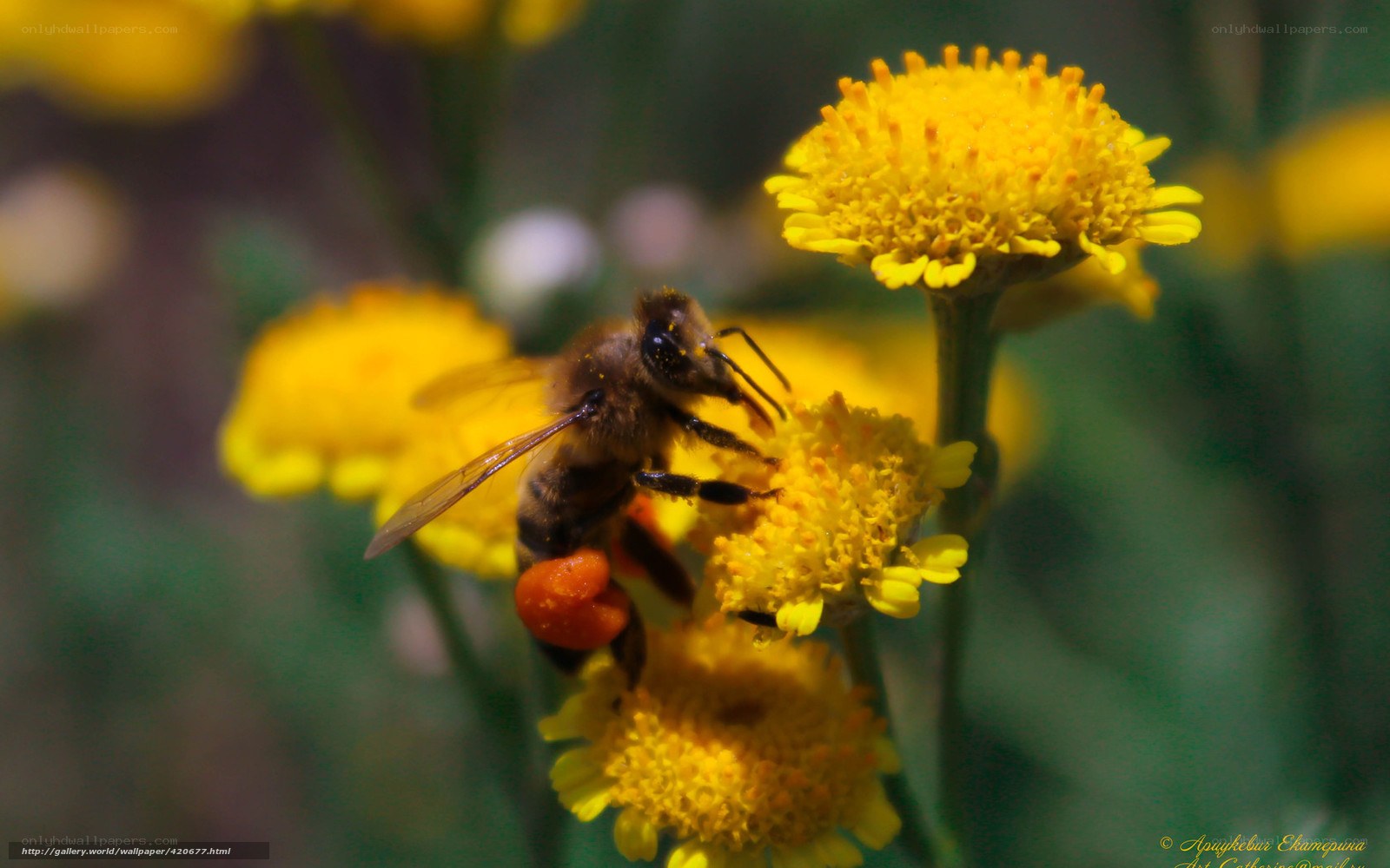 bee collecting pollen on yellow flower