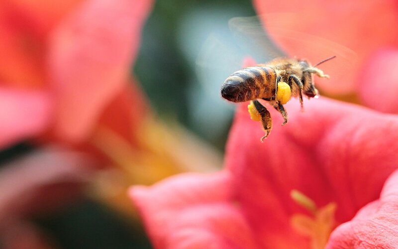 Bee Collecting Pollen — Red