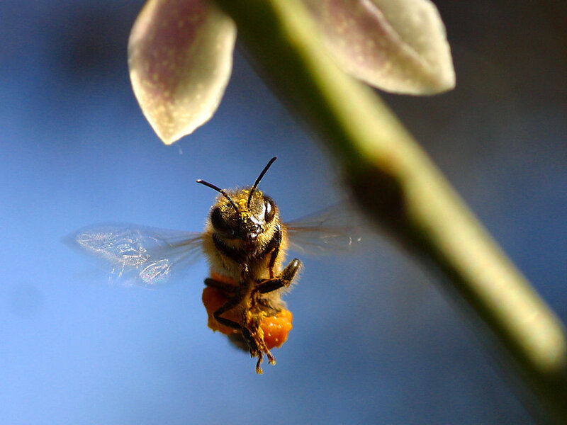 bee collecting pollen