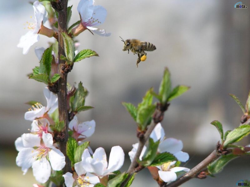 Bee Collecting Pollen — White