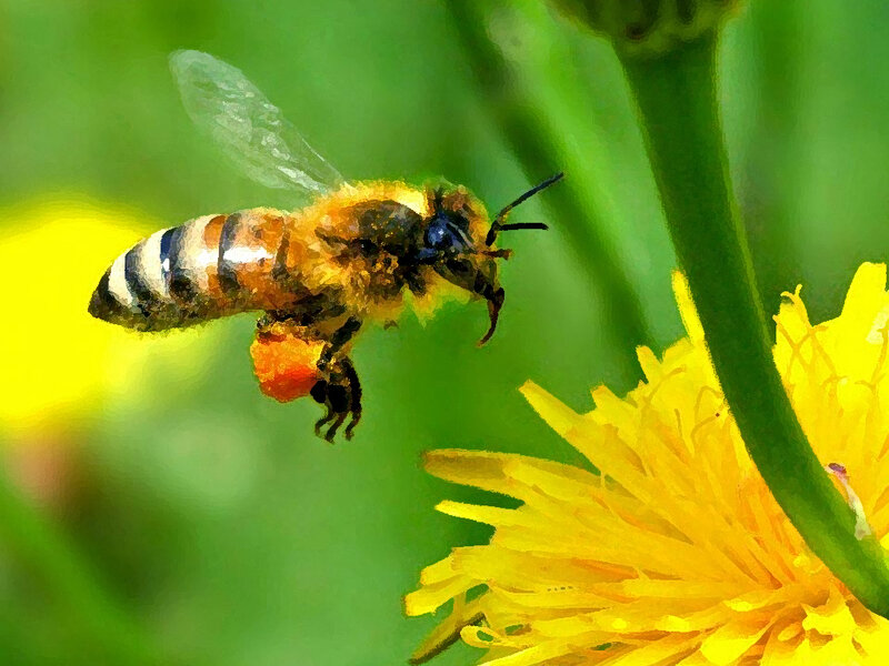 Bee Collecting Pollen — Yellow, Natural
