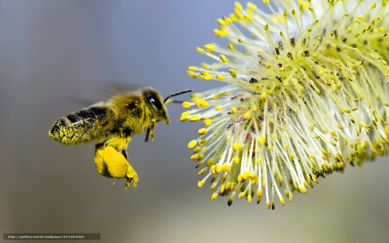 Bee Collecting Pollen — Yellow