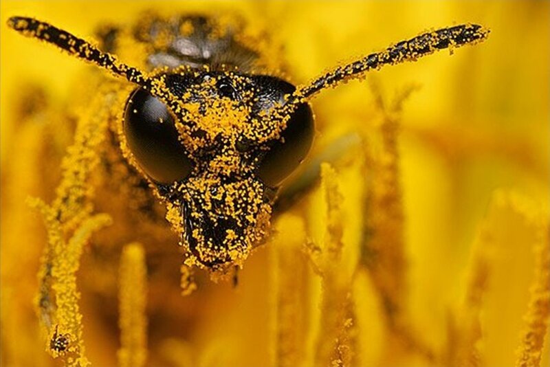 Bee Covered in Pollen — Yellow