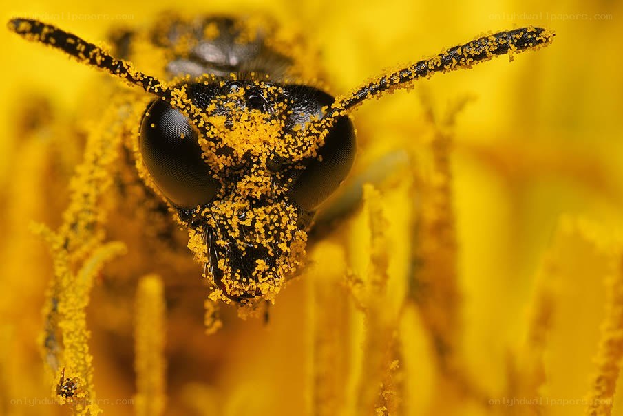 bee covered in pollen